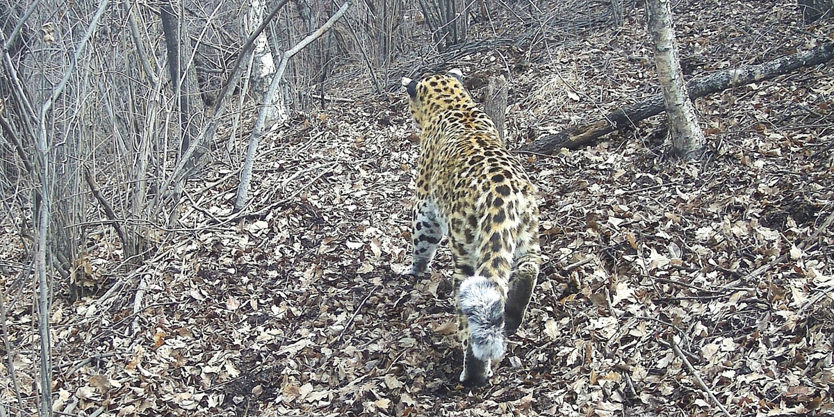 華北豹