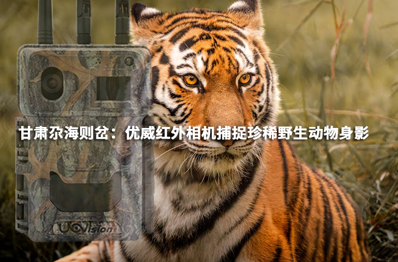 甘肅尕海則岔：優(yōu)威紅外相機(jī)捕捉珍稀野生動(dòng)物身影